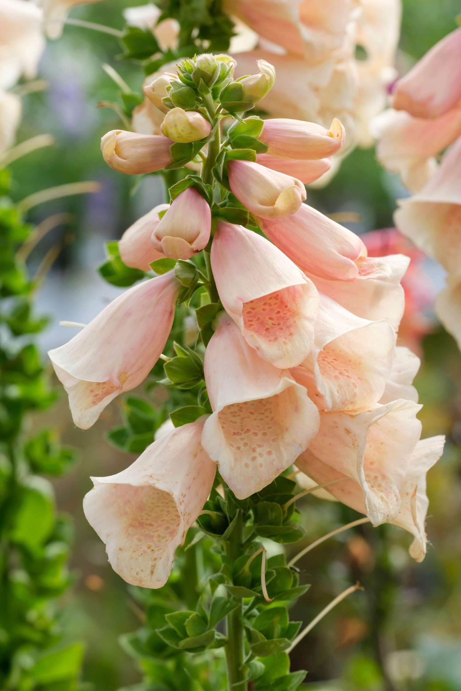 Digitale 'Dalmatian Peach' (graines)